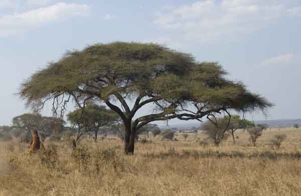 12 - Tanzania - parque nacional de Tarangire, arbol acacia